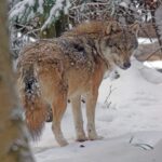 wolf-1990566_960_720
