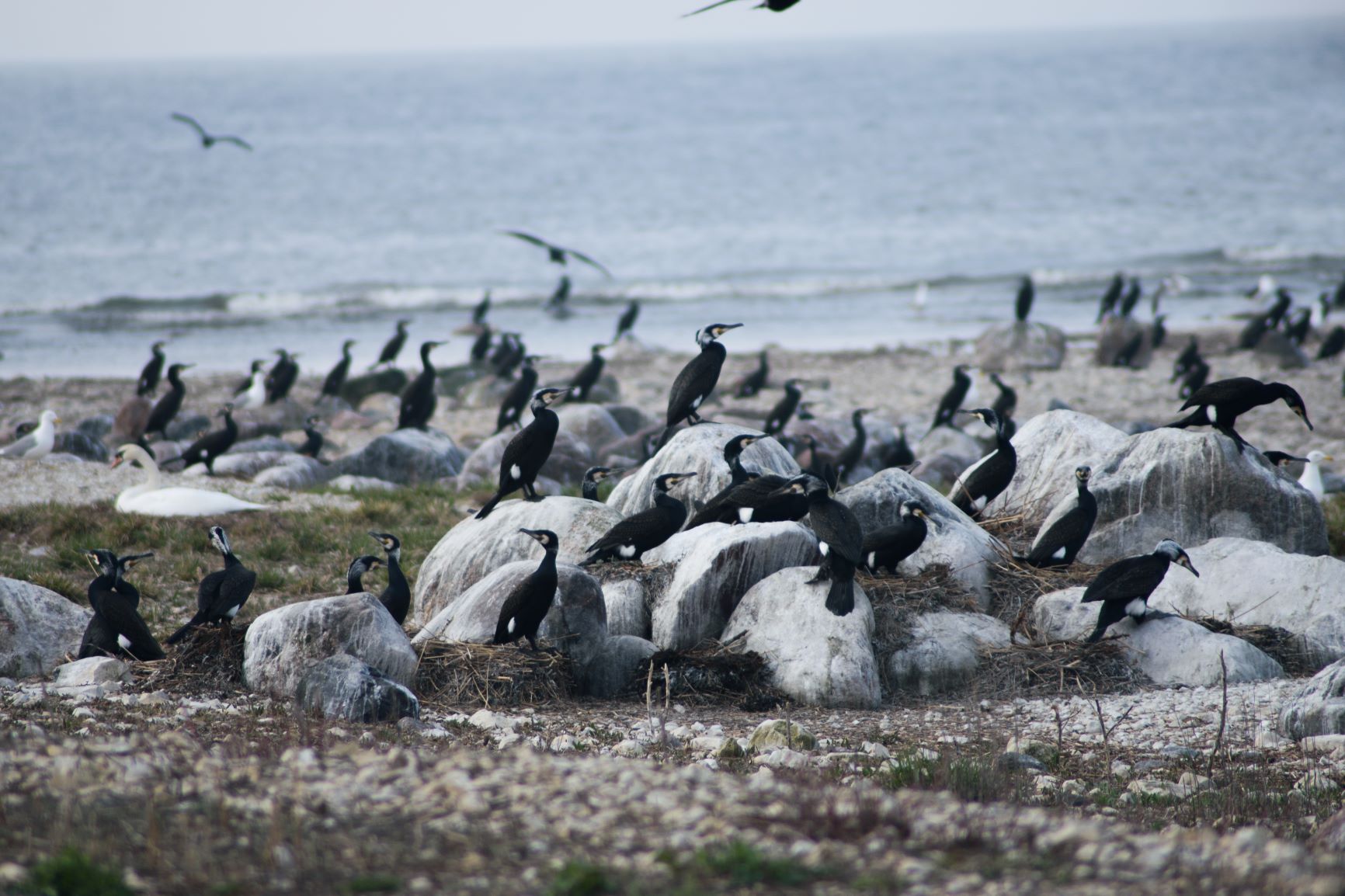 Agenția de Mediu permite ungerea ouălor de cormoran cu ulei și descurajarea păsărilor
