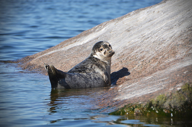 35846155753_147f1ca753_z