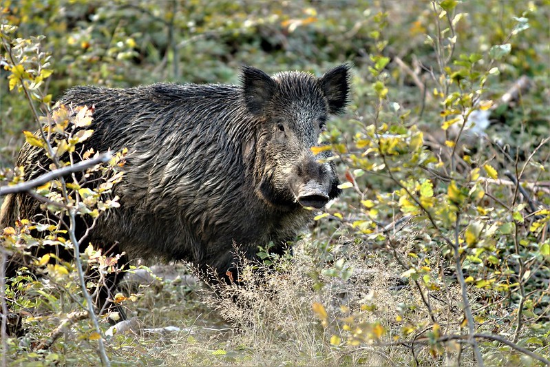 50442678627_592e019967_c