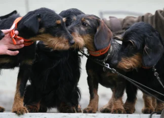 EJS kutsub entusiaste jahikoerte huvigrupiga liituma