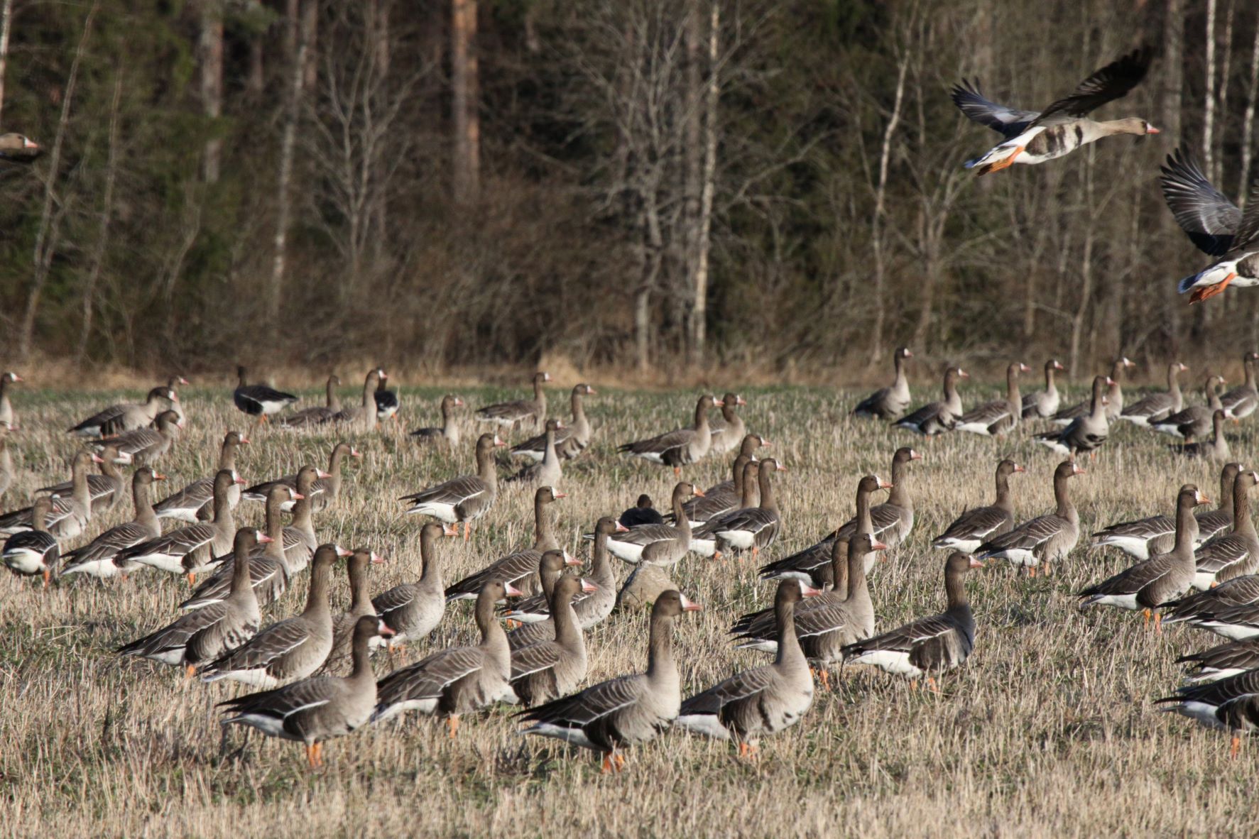 Suur-laukhaned.-Foto-Tonu-Talvi
