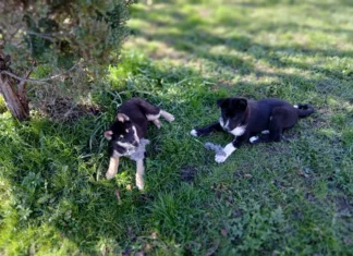 Müüa ida-siberi laika kutsikas