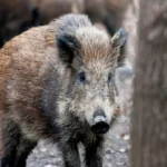 Taas leiti katkuhaigeid metssigu