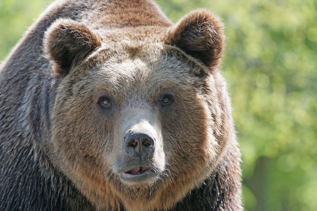 brown-bear-858720_1280