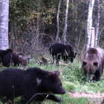 Mati Kivistik: kas karud ei mahu enam Eestis metsadesse ära?