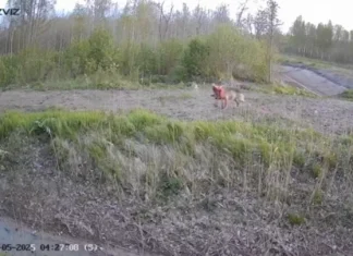 VIDEO: Rajakaamera tabas Läänemaal hundi jahtimas põdravasikat