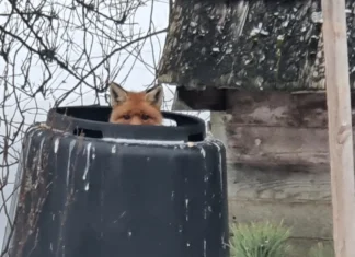 Rebased panid ametnikud paragrahvipalli veeretama