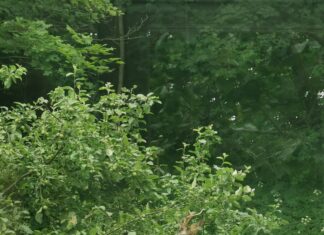 Keskkonnaamet lubab tänavu metskitsi küttida minimaalselt