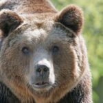 Miks on kiskjatel oluline inimkartust säilitada ehk metsloom peab jääma metsloomaks