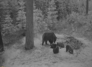 Neli karupoega tulid Läänemaal rajakaamera ette