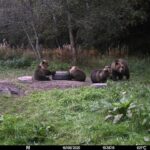 Mati Kaal karudest: „Mul on hirm, et nad ei mahu enam metsa ära“