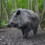 Soome jahimehed käivad vaatamata seakatku levikule Eestis metsseajahil