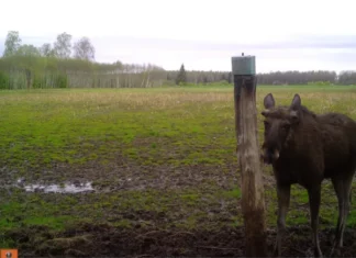 Kutsume jahimehi täitma põdra küsitluslehte! Täiendatud