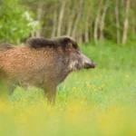 Suur osa metssigade küttimismahust tuleb täita Saaremaa ja Muhumaa jahimeestel