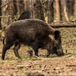 Keskkonnaamet kinnitas metssigade küttimismahud
