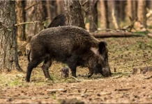 Keskkonnaamet kinnitas metssigade küttimismahud