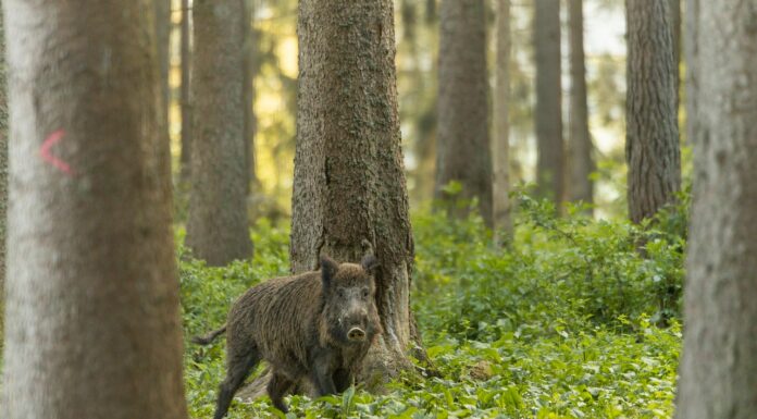 Jahises avati SAK kaaskirja koostamise ja edastamise võimalus