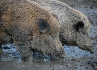 Metssigade küttimine käib täie hooga