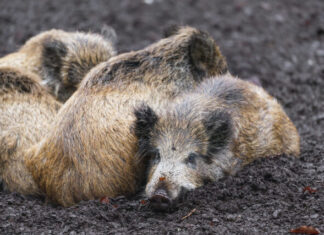 PRESSITEADE: Euroopa Liidu liikmesriigid tegutsevad taudide korral ühtsetel alustel