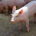 Eesti Tõusigade Aretusühistu üldkoosolekul arutati metssigade küttimist ja SAK-i olukorda