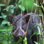 Selgunud on möödunud jahiaasta statistika