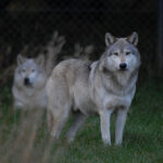 Loomapark pidi hundikarja hukkama