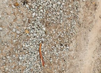 Põtradel on käimas jooksuaeg ja haruldane leid selle tõestuseks