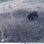 Vikerraadio uuris, kas Eestis on liiga palju karusid