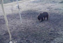 Vikerraadio uuris, kas Eestis on liiga palju karusid