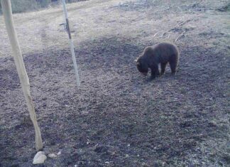 Vikerraadio uuris, kas Eestis on liiga palju karusid