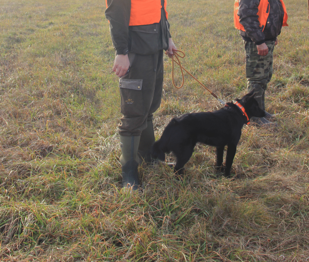 Euroopa nõukogu ja parlament saavutasid esialgse kokkuleppe kasside ja koerte heaolu ja jälgitavuse parandamiseks kogu Euroopas. Kokkuleppega kehtestatakse esma
