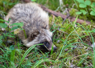 Tartumaa jahimehed tahavad kährikute küttimiseks vabamaid käsi