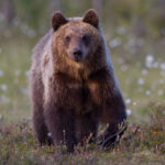 Täna on ülemaailmne karupäev