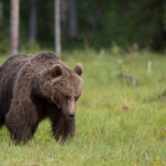 Poola karurünnaku tagajärjel hukkus 58-aastane naine