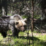 Karurünnaku üle elanud Raido enam jalgrattaga poodi ei sõida