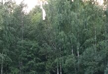 Karu rünnak Lääne-Virumaal tõstatab küsimusi populatsiooni ja ohutuse kohta