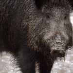 Eelmisel nädalal leiti surnuid metssigu