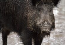 Eelmisel nädalal leiti surnuid metssigu