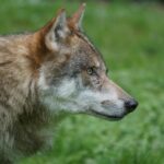 Austrias kasvab huntide arv, kuid populatsiooni seis on endiselt ebastabiilne