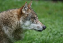 Kas hundiuurijatel on kaalukausid sassis? – täiendatud 5.12 selgitusega