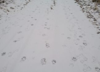 Hundid Keila külje all: koduhoovides toimuvad öised rünnakud tekitavad paanikat