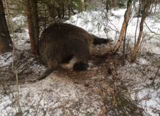 Seakatk jõudis Ida-Virumaale