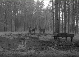 RMK hirvekaamera on tagasi: reaalajas saab jälgida Saaremaa punahirvede tegemisi