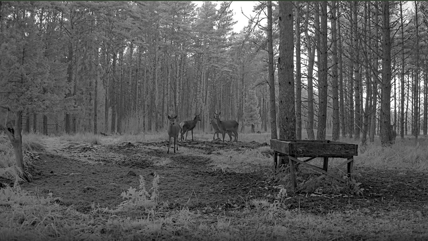 Seltskond_hirvelehmi RMK