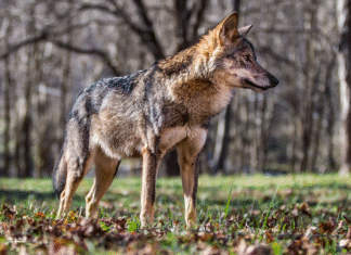 Pool suside küttimismahust on täidetud