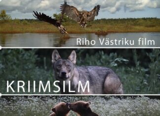 Kinodes saab näha Eesti metsaelust filmi