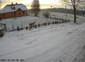 Eesti piiri äärses külas jäi kaamerasse hundikari, kes tuli koertega tutvuma