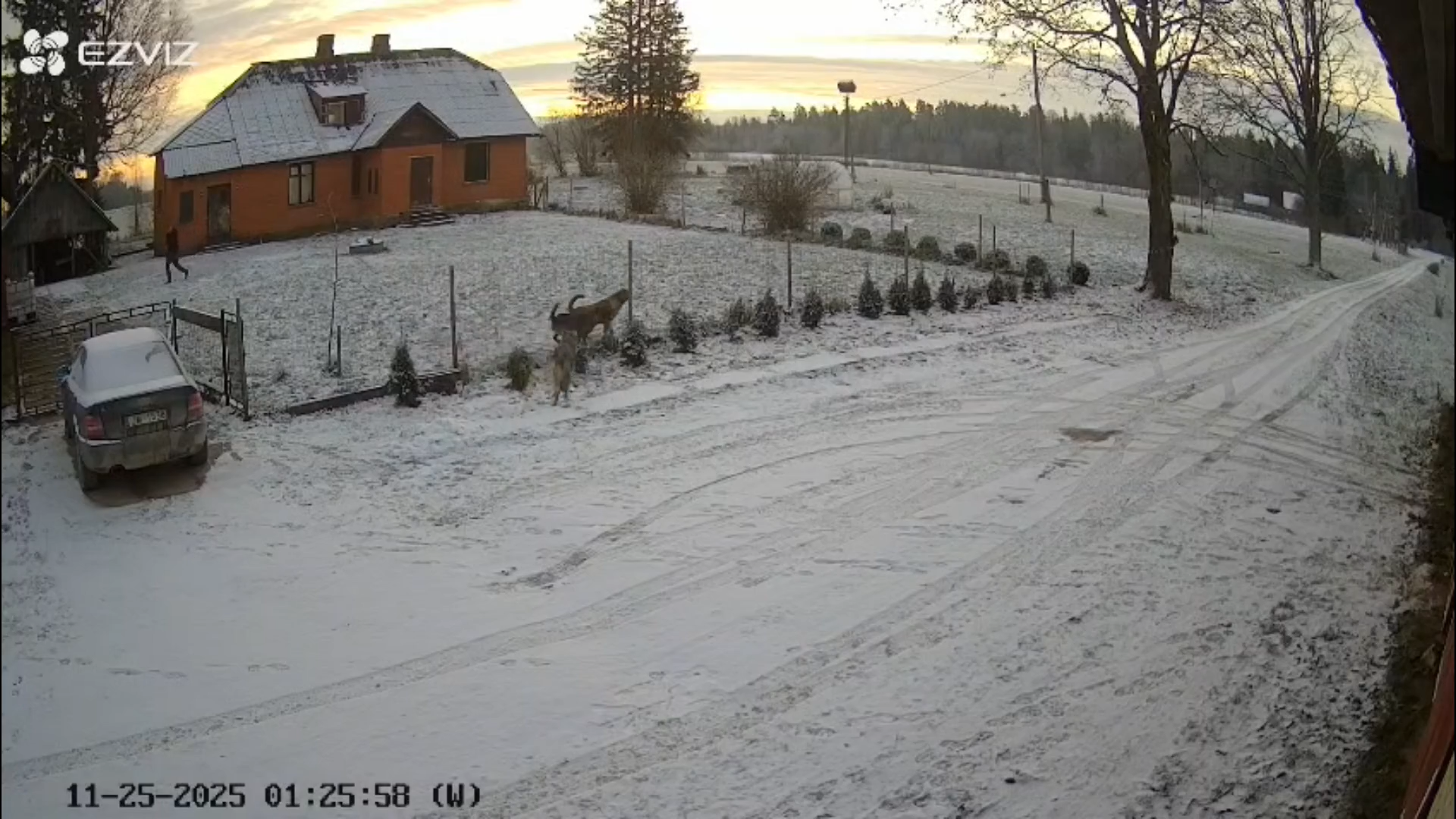 läti koerad ja hunt