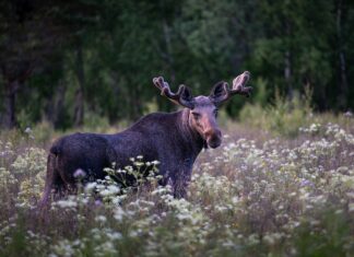 Vahekokkuvõtte põdra küttimisest